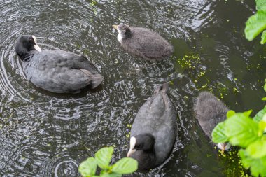 Coot adults and chicks covered with water droplets on Roath Park Lake Cardiff. clipart