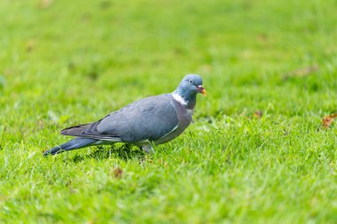 Cardiff Wales 'deki bahçedeki yeşil çimlerle beslenen tombul tahta güvercin..