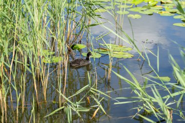 Cardiff 'teki Roath Park Gölü' nde su bitkilerinde yüzen sıradan bir yavru..