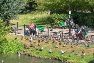 Chippenham Birleşik Krallık - 9 Ağustos 2024: Avon Nehri 'nin yanındaki insanlar aç ördekleri, martıları ve güvercinleri besleyip izliyorlar.