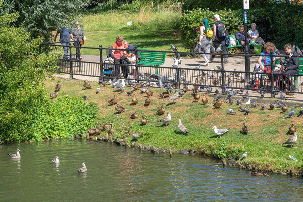Chippenham United Kingdom - August 9 2024: People beside Avon River feeding and watching hungry ducks, chulls and pigeons.