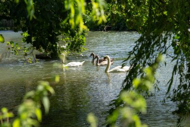 Beyaz dilsiz kuğu ve cygnet, Chippenham 'daki söğüt ağacının gölgesinde Avon Nehri' nde..