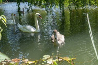 White mute swan and cygnet on Avon River under shade of willow tree foliage at Chippenham. clipart