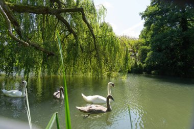 White mute swan and cygnet on Avon River under shade of willow tree foliage at Chippenham. clipart