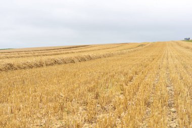 Avebury - Birleşik Krallık- 10 Ağustos 2024; hasat edilen turistler, Avebury Wiltshire İngiltere 'sindeki West Kennet Long Barrow' a giden altın uzun sıra arpaları kestiler..