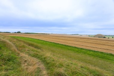 Avebury Wiltshire İngiltere 'sinde Silbury Tepesi üzerinde altın uzun sıra desenli arpa hasat edildi.
