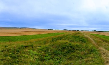 Panorama Manzarası, Avebury Wiltshire İngiltere 'sindeki West Kennet Long Barrow' a kadar altın uzun sıra biçimli arpa biçti..