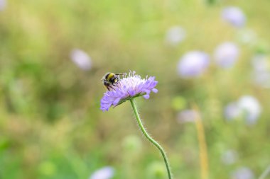 Yaban arısı tarlada polen zerrecikleriyle polen yayıyor. Ya da bokeh arkaplanlı saçlar..