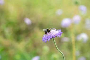 Yaban arısı tarlada polen zerrecikleriyle polen yayıyor. Ya da bokeh arkaplanlı saçlar..