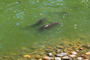 Yeşil sularda yüzen sazan balığı, taşlı kenarda..