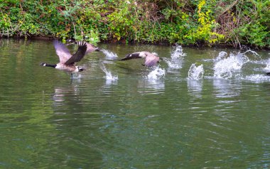 Kanada kazları Windsor 'daki Thames nehrinden kalkıyor..