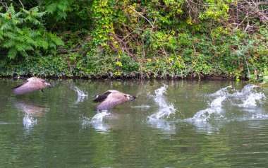 Kanada kazları Windsor 'daki Thames nehrinden kalkıyor..