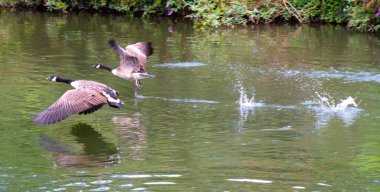 Kanada kazları Windsor 'daki Thames nehrinden kalkıyor..