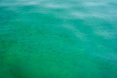Okuldaki küçük balıklar Akdeniz 'de tek bir yöne yüzüyor..