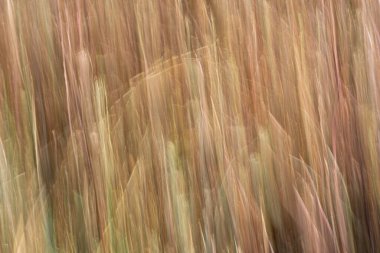 Kahverengi tonlarda dikey ölü kır çiçeği burnu arkaplan için ruhani etki.