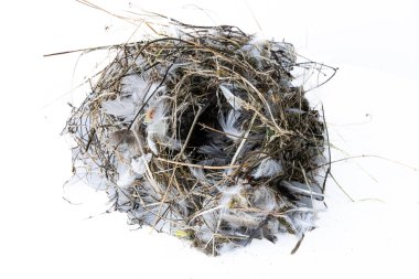 Karmaşık serçe yuvası kuru bitki örtüsünden ve beyaz tüylerden oluşur..