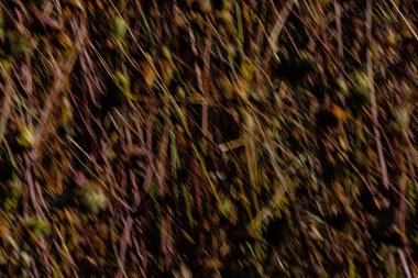 Background image Dead wildflower field closeup blurred by intentional camera movement in browns and green. clipart