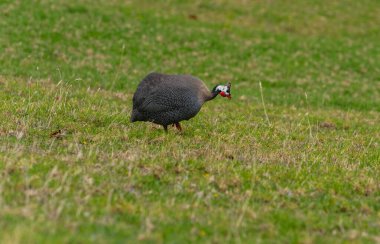 Gine kuşu, yiyecek arıyor.