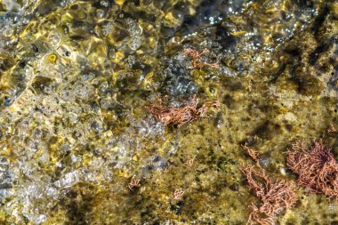 Akdeniz kıyısındaki Pserimos adasında sığ kaya havuzunda yetişen dallanmış kırmızı algler..