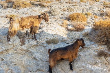 Tipik Yunan kayalık yamacında güneşe yakalanmış iki kahverengi boynuzlu keçi..