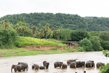 Pinnawala Sri Lanka - 3 Eylül 2024; Ma Ora Nehri 'nde Pinnawala Fil Yetimhanesi Banyo