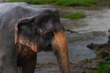 Ma Ora Nehri Sri Lanka 'da yüzen Asya filleri