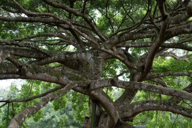 Kandi Sri Lanka 'daki botanik bahçesindeki antik incir ağacının karmaşık deseni.