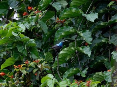 Mor güneş kuşu dalda