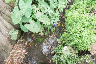 Çevreye zarar veren çöpler, Asya 'daki şehir deresine atıldılar..