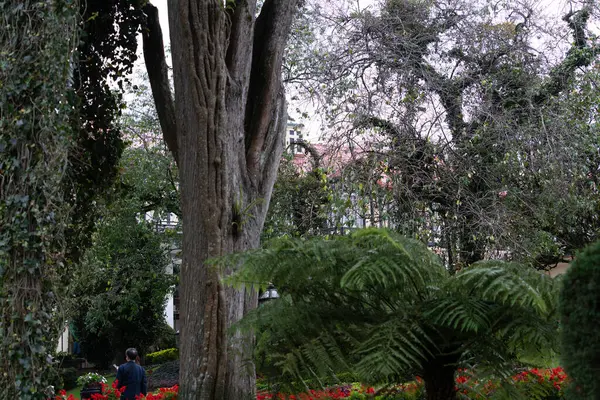 Nuwara Eliya Sri Lanka - 5 Eylül 2024; Lüks bahçeler ve büyük ağaçlar aracılığıyla tarihi Grand Hotel 'in koloni binası.