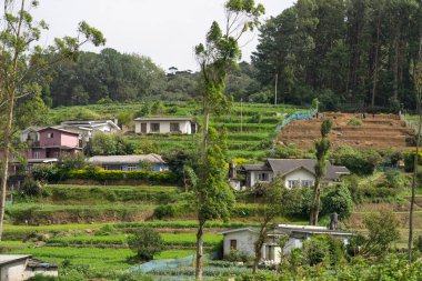 Sri Lanka - 7 Eylül 2024; Pazar bahçelerinde ve teraslarda yeşil sebze yetiştiren işçiler.