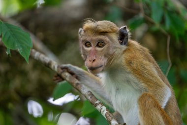 Sri Lanka 'da ağaçta küçük bir tork, yaşlı dünya maymunu..