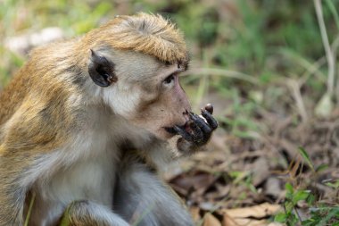 Tork makağı eski dünya maymunu, Sri Lanka 'da yiyeceği elle hazırlıyor..
