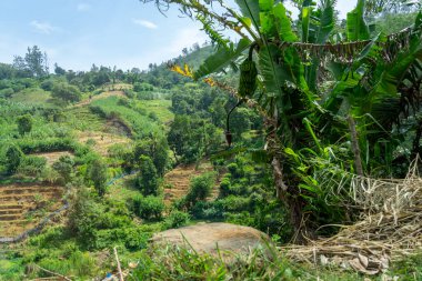Pazar bahçelerinin terasları kırsal Sri Lanka 'da gıda üretimi için her türlü aralıktan yararlanır..