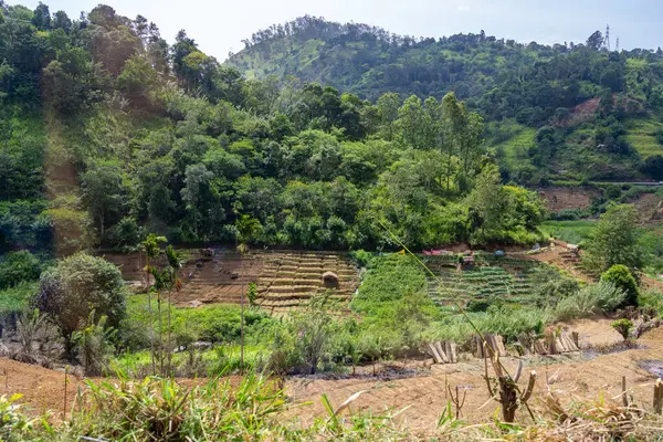 Pazar bahçelerinin terasları kırsal Sri Lanka 'da gıda üretimi için her türlü aralıktan yararlanır..