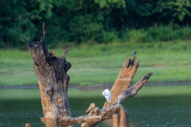 Küçük Egret ya da Egretta Garzetta, Gal Oya Sri Lanka 'daki göletin üzerindeki ölü ağaçta..