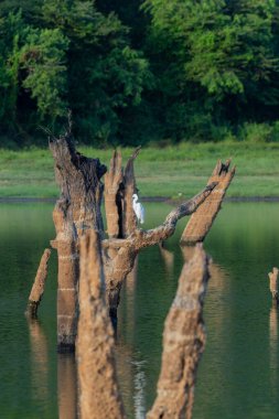 Küçük Egret ya da Egretta Garzetta, Gal Oya Sri Lanka 'daki göletin üzerindeki ölü ağaçta..
