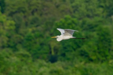Beyaz balıkçıl ya da Ardea alba Gal Oya Sri Lanka 'da yeşil arka plana karşı uçuyor.