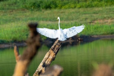Beyaz balıkçıl ya da Ardea alba gölet üzerinde uçan ölü ağaç Oya Sri Lanka 'ya iniyor..
