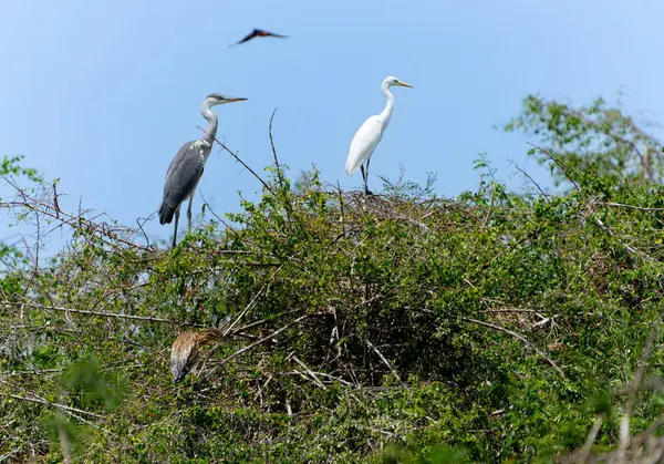 Balıkçılın üç türü (Grey Heron veya Ardea cinerea, Great Egret veya Ardea modesta ve Juvenile Indian pond heron veya paddybird veya Ardeola grayii), Gal Oya Ulusal Parkı Sri Lanka kıyısında kırlangıcın bulanık görüntüsüyle ağaçta bulunur..