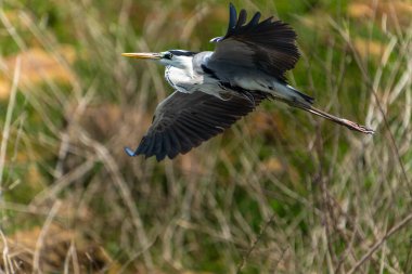 Gri balıkçıl veya Ardea Cinerea Gal Oya Sri Lanka Gölü 'nde uçuyor..