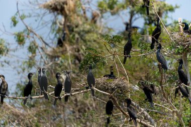 Yerli karabatağı ağaçta, sürü ile çevrili. Phalacrocorax fuscicollis Gal Oya Gölü, Sri Lanka.