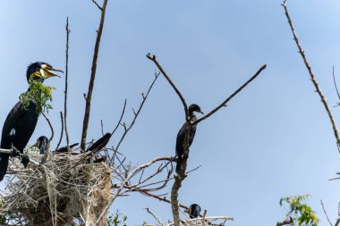 Gal Oya Ulusal Parkı 'nda yuva yapan Hint karabatağı ya da Phalacrocorax fuscicollis. Sri Lanka.