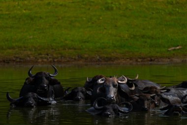 Gal Oya Ulusal Parkı Sri Lanka 'da gölette debelenen Asya su bufalosu sürüsü veya Bubalus bubalisi..