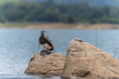 Gri Saçlı Balık Kartalı ya da Ichthyophaga ichthyaetus portresi Gal Oya Ulusal Parkı 'nda gölün üzerinde duruyor..