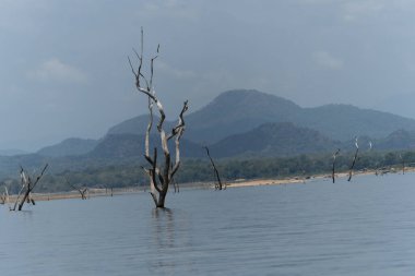 Mavi Gal Oya Gölü ve çevreleyen yeşil dağ manzarası Sri Lanka 'da ölü ağaçların kalıntılarıyla dolu..