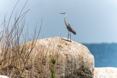 Gal Oya Gölü 'nde kayaların üzerinde duran uzun gri balıkçıl..