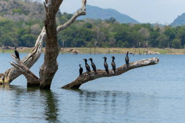 Hint karabatağı ya da Phalacrocorax fuscicollis küçük sürü Gal Oya Gölü Sri Lanka 'daki ölü ağacın dalında açık gagalarıyla birlikte oturuyorlar..