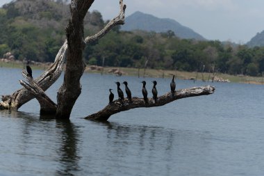 Hint karabatağı ya da Phalacrocorax fuscicollis küçük sürü Gal Oya Gölü Sri Lanka 'daki ölü ağacın dalında açık gagalarıyla birlikte oturuyorlar..