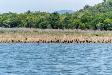 Siyah Karabatak ve Beyaz Akbalıkçıl, Sri Lanka Gölü kıyısında toplandı..